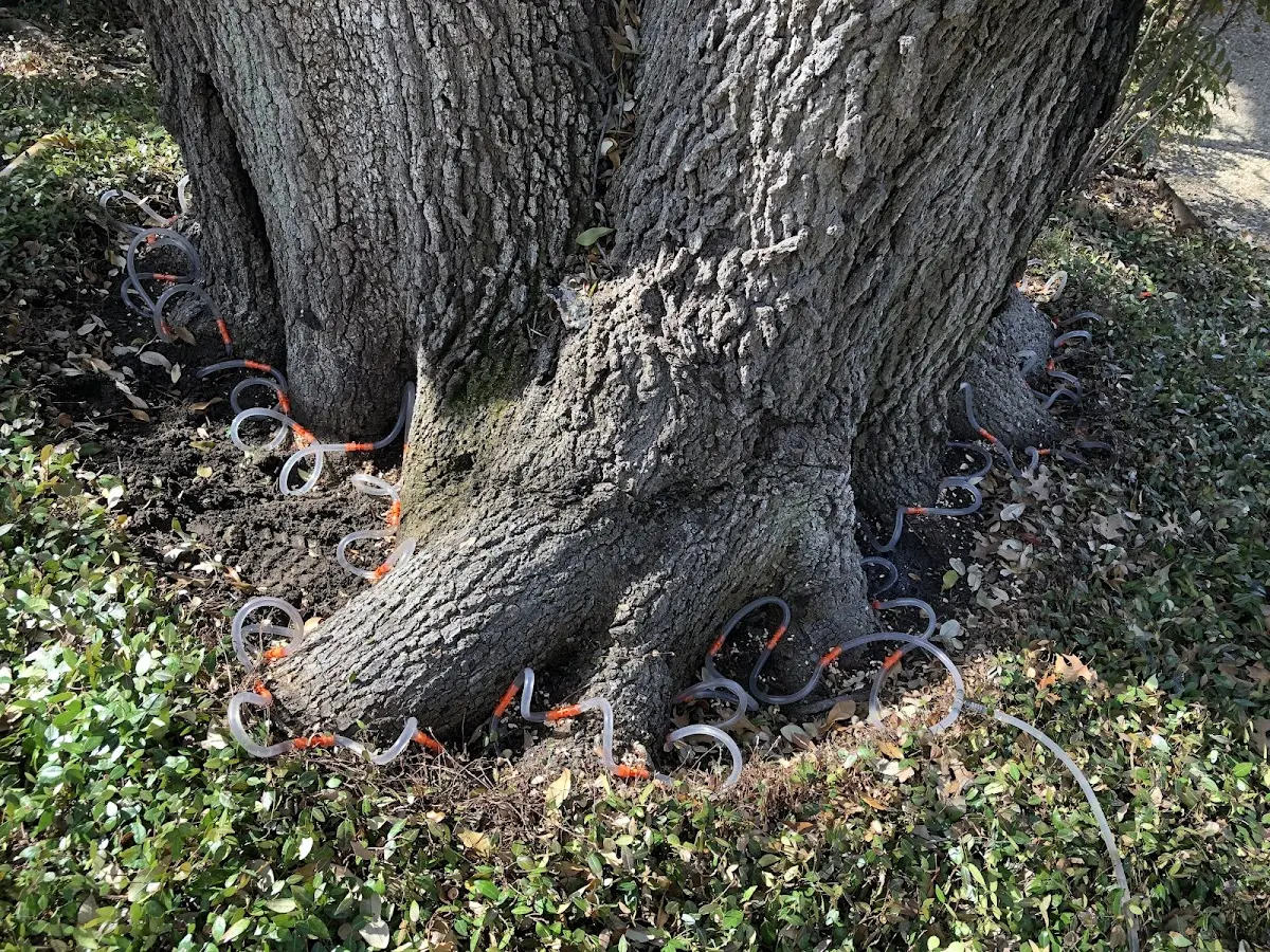 Detailed Tree Cabling and Bracing job site in Pleasant Lake
