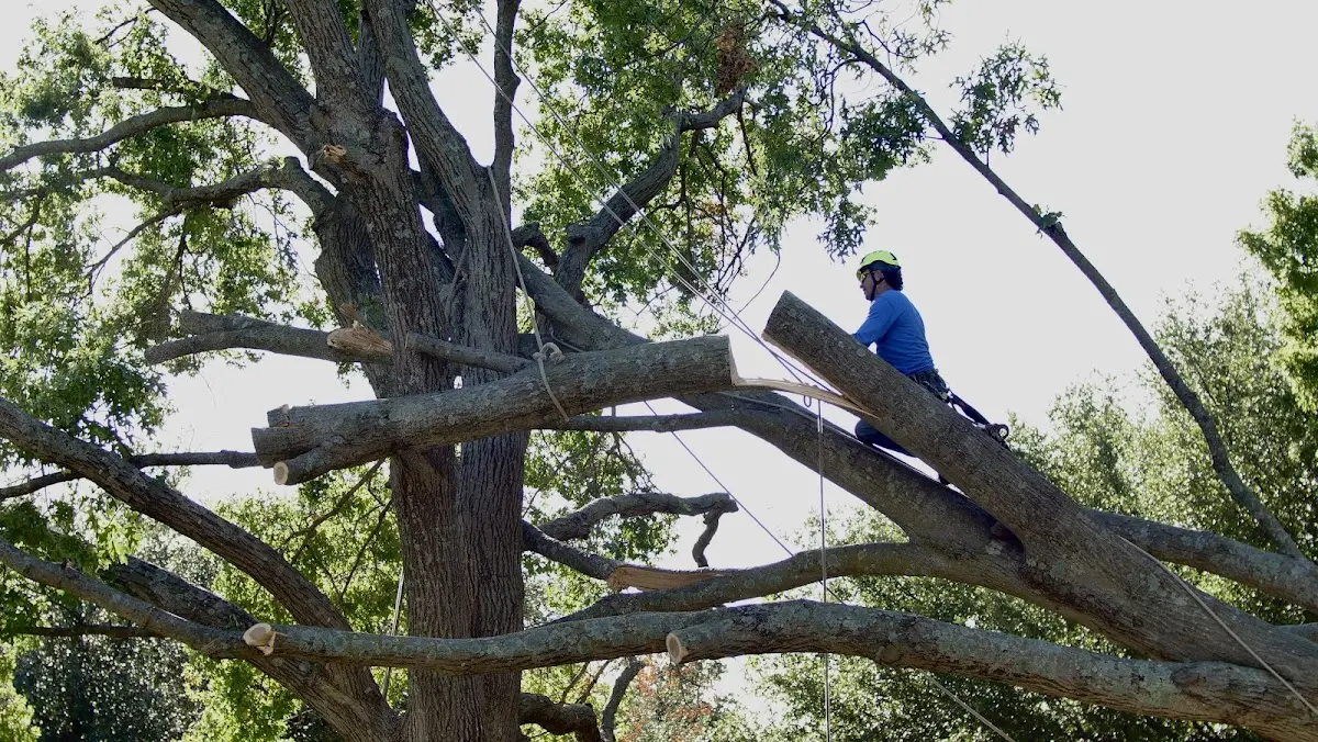 Professional Crown Thinning performed by certified arborists in Pleasant Lake