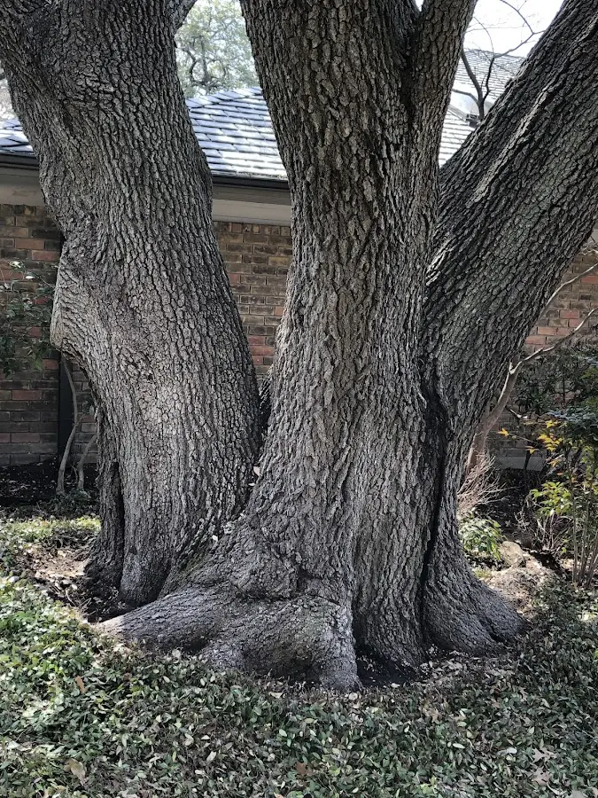 Mature heritage tree close to a Pleasant Lake property cared for by certified arborists